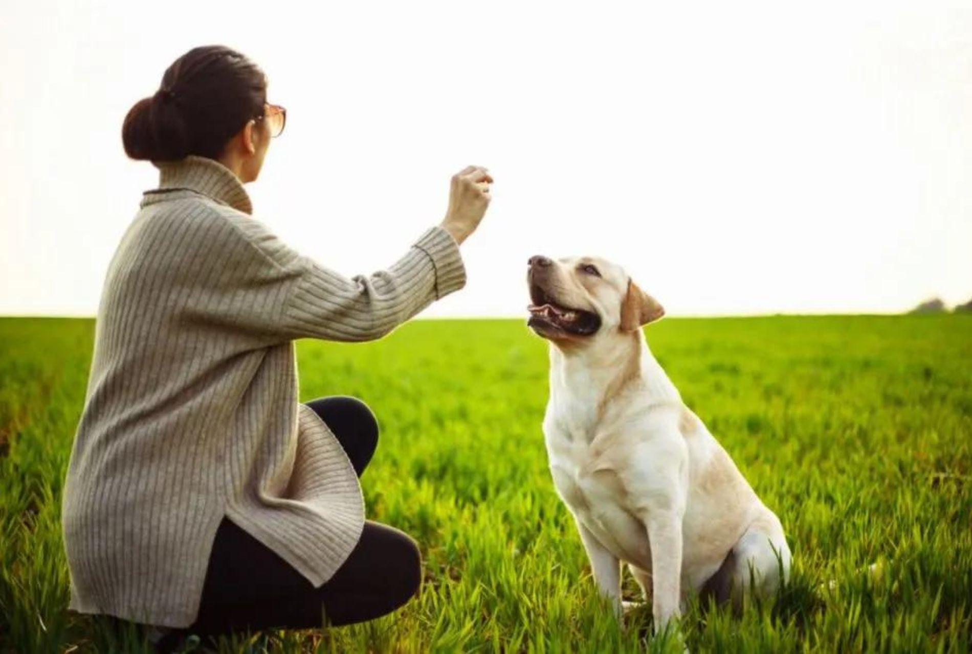 richiamo del cane