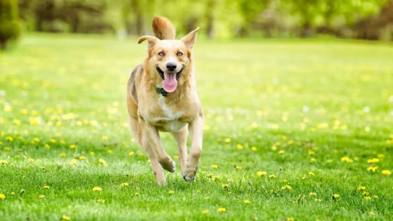 richiamo del cane