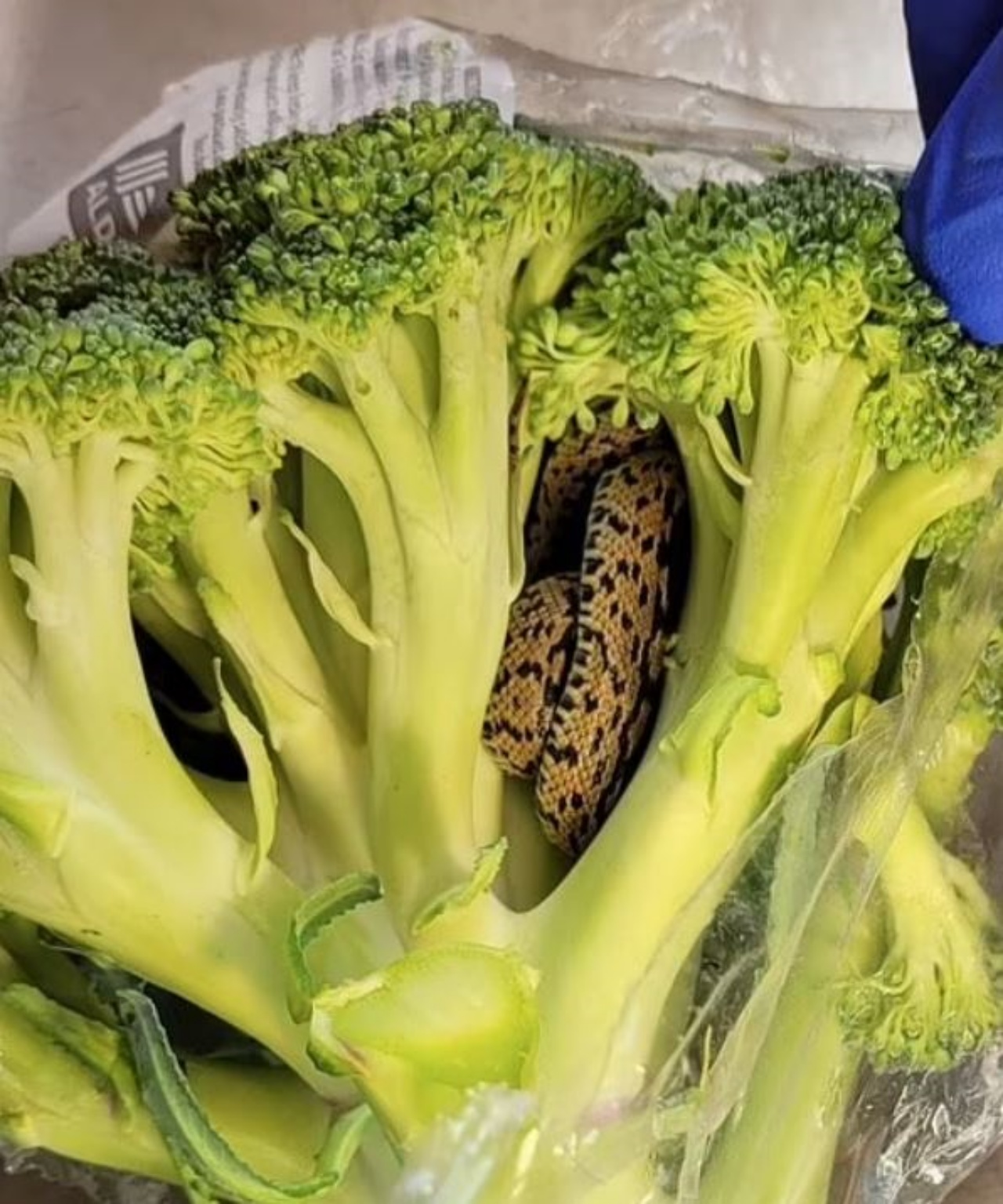 Un serpente tra i broccoli