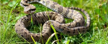 Perché ritroviamo serpenti nel nostro giardino