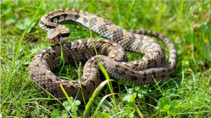 Perché ritroviamo serpenti nel nostro giardino