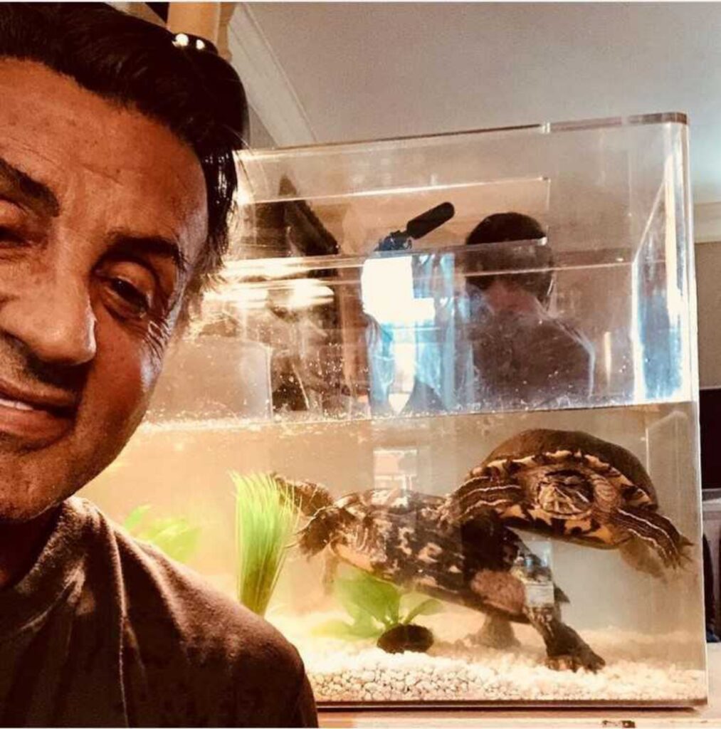 stallone oggi con le tartarughe