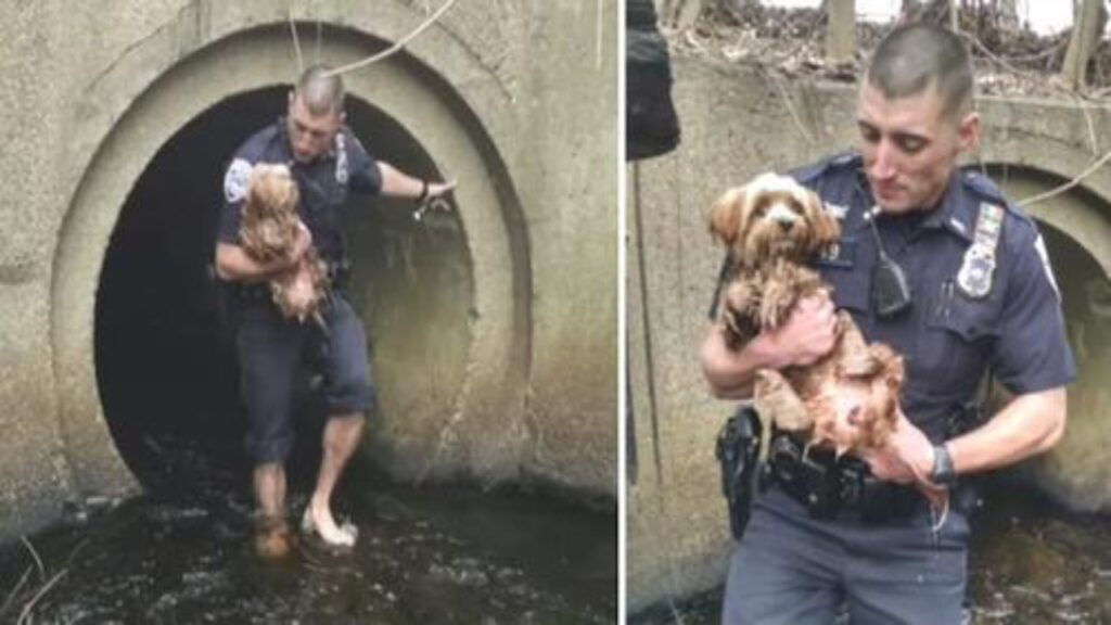 ufficiale di polizia salva cagnolino
