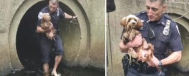 ufficiale di polizia salva cagnolino