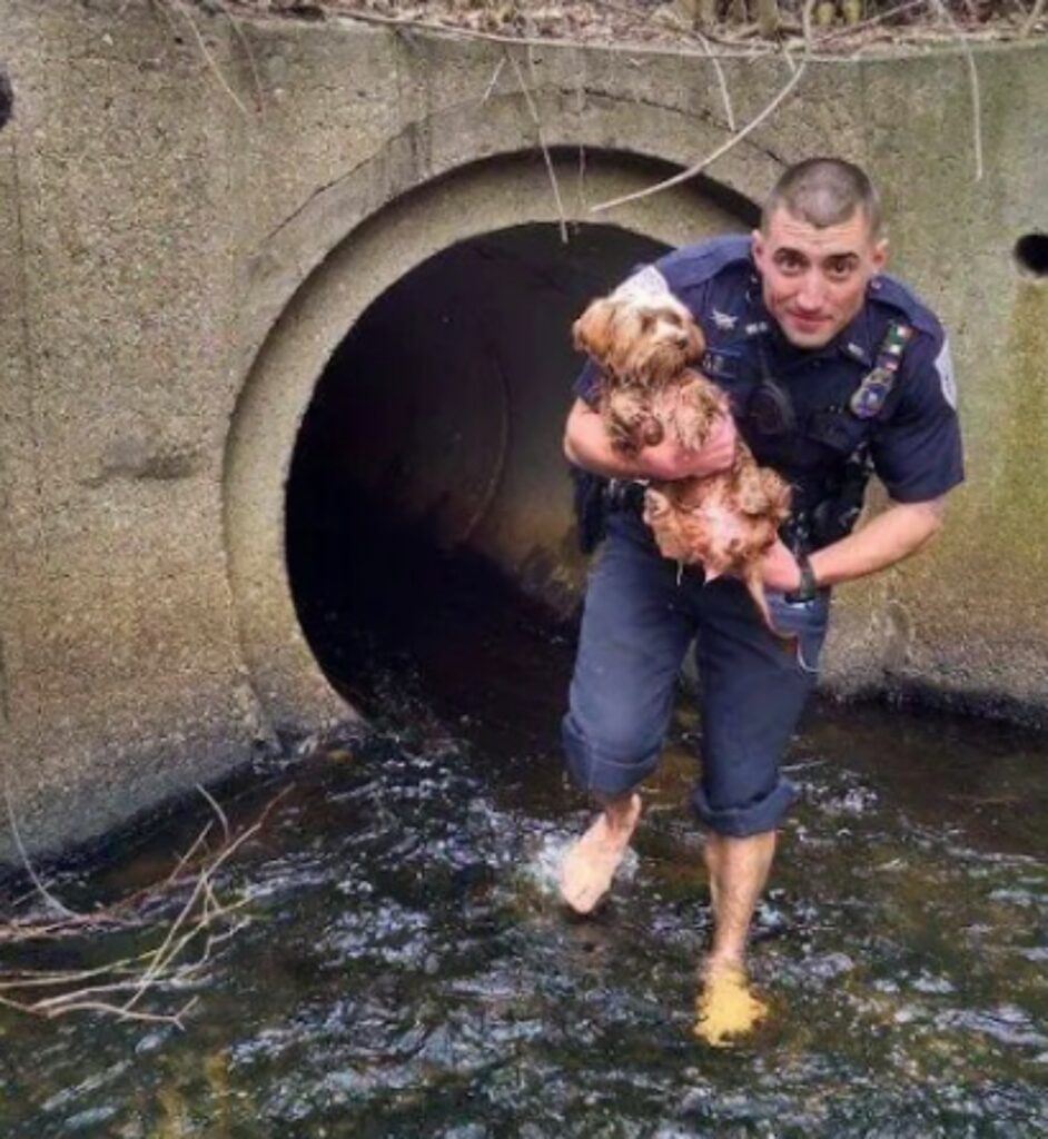 poliziotto salva cece