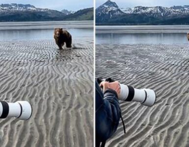 orso bruno prova ad attaccare turisti