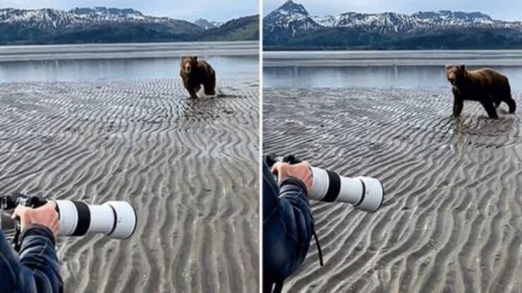 orso bruno prova ad attaccare turisti