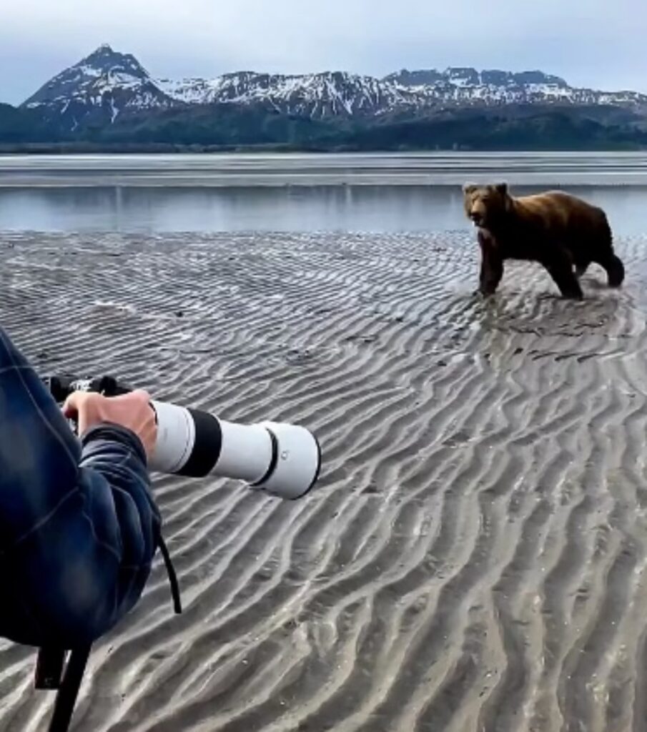 orso vicino ai turisti