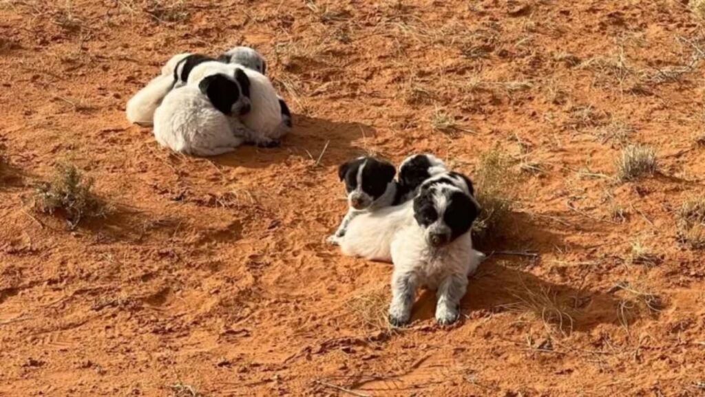 13 cuccioli nel deserto dell'Arizona