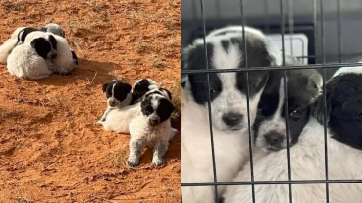 13 cuccioli nel deserto dell'Arizona