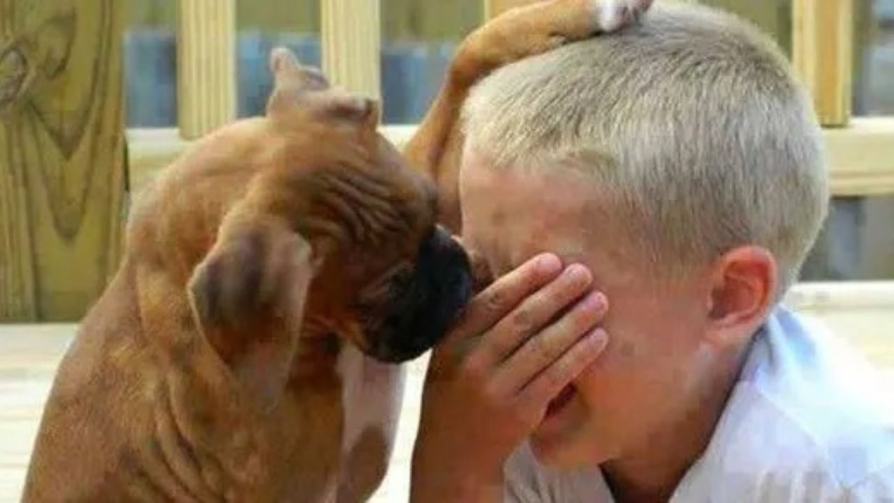 Cane consola bambino che piange