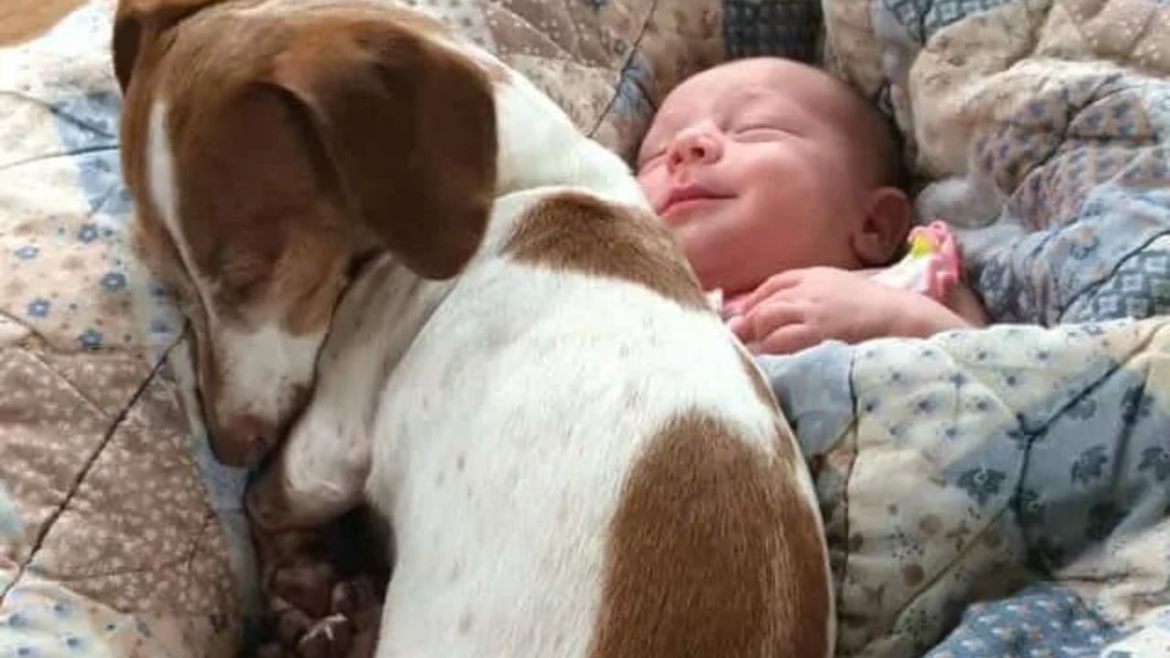 Cane dorme con bambino