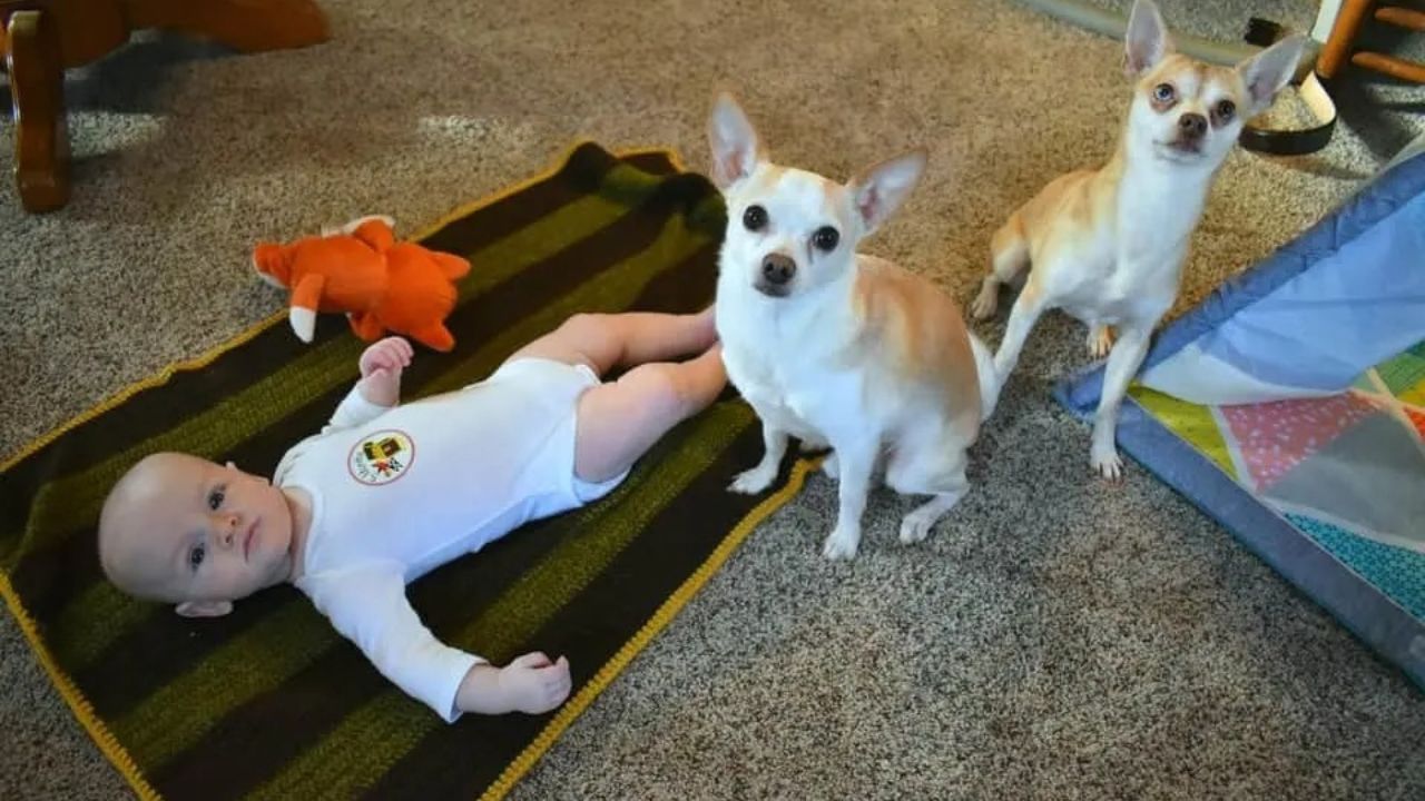 Bambino con due cani