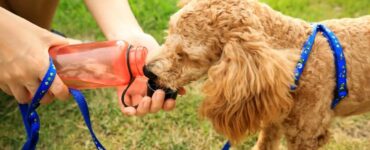 4 alternative acqua