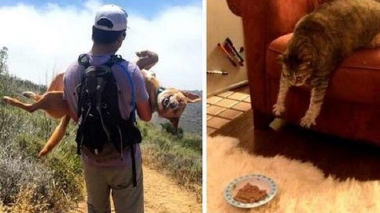 4 animali pigri
