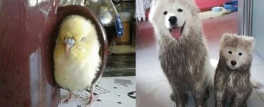 4 animali sporco