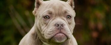 4 cani pitbull