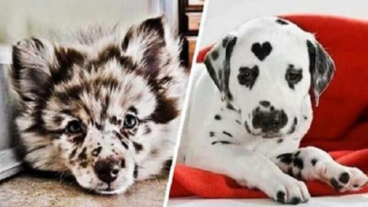 4 cani bianchi