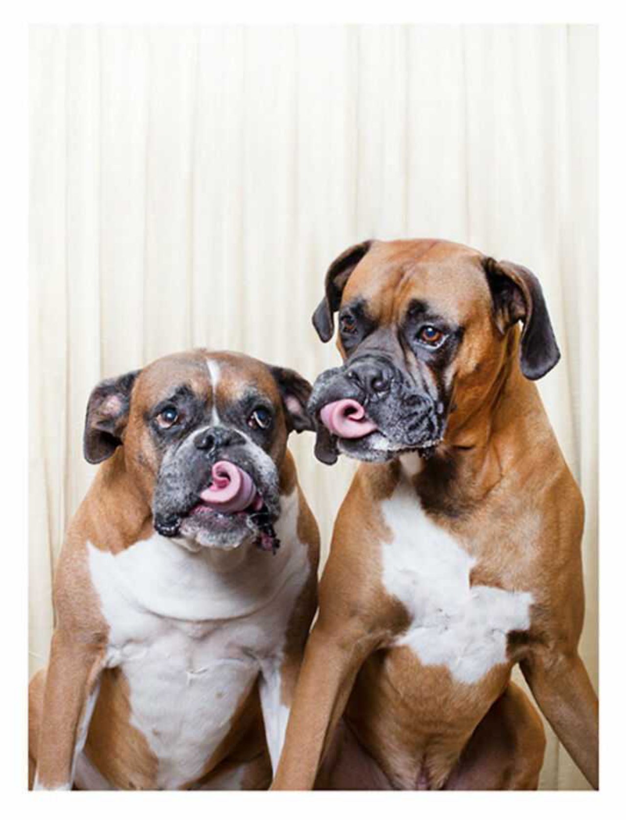 4 cani lingua