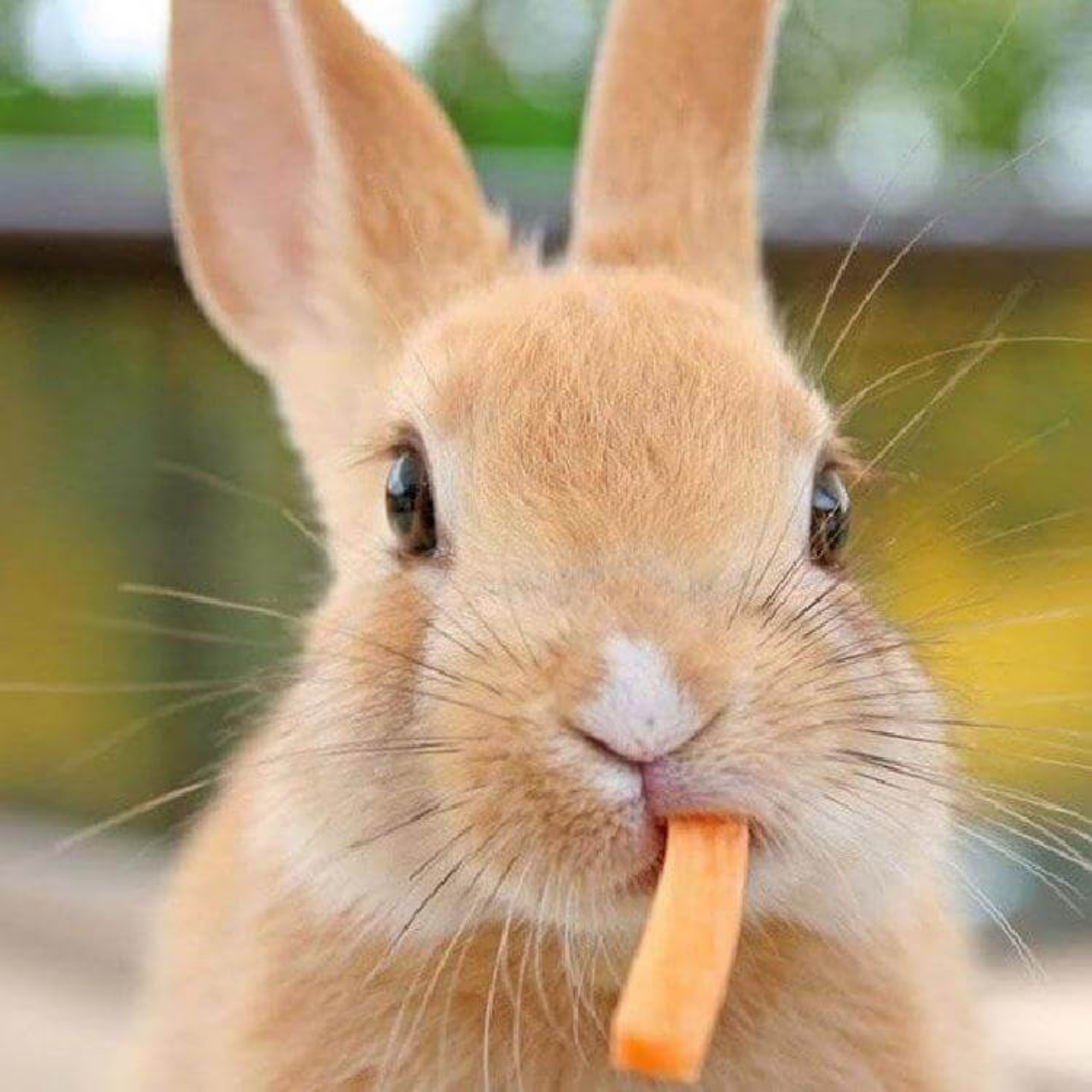 4 conigli carota
