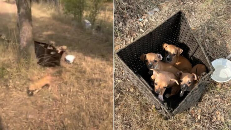 4 cuccioli in una scatola di vimini