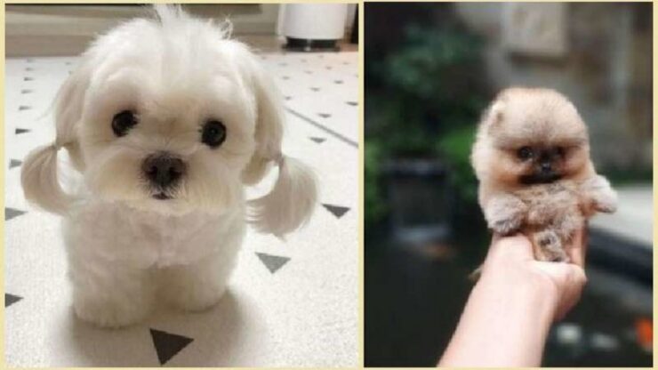 4 cuccioli piccoli
