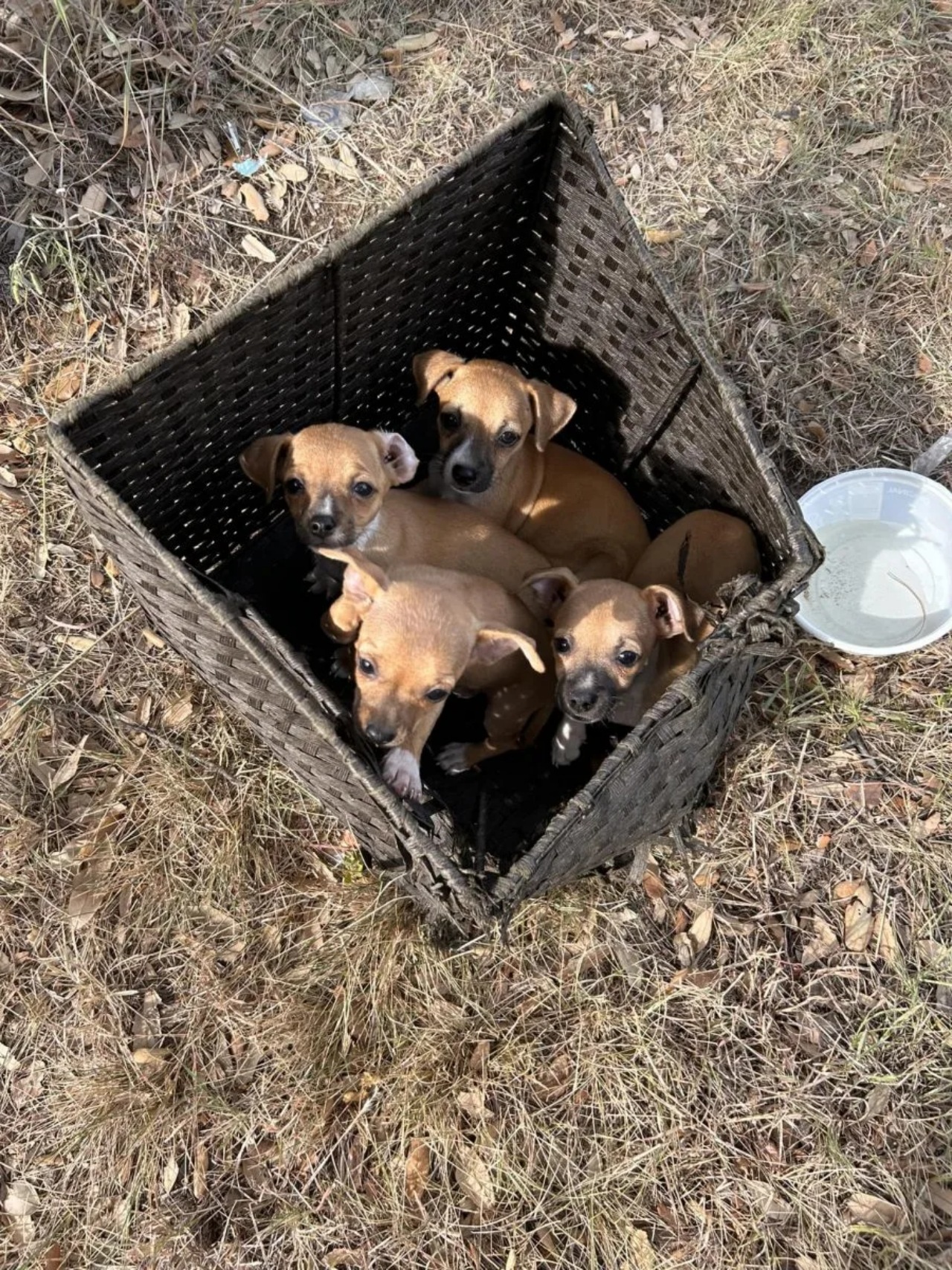 4 cuccioli in una scatola di vimini