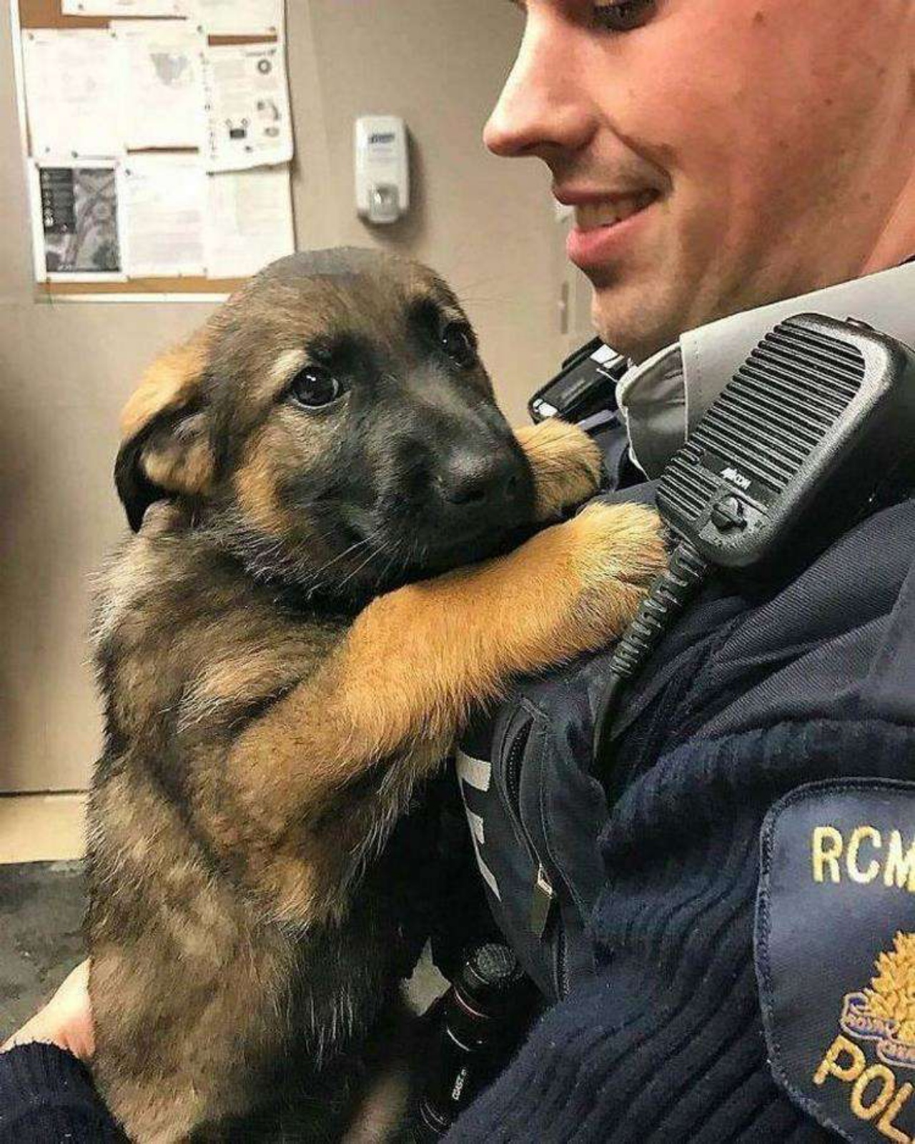 4 cuccioli polizia
