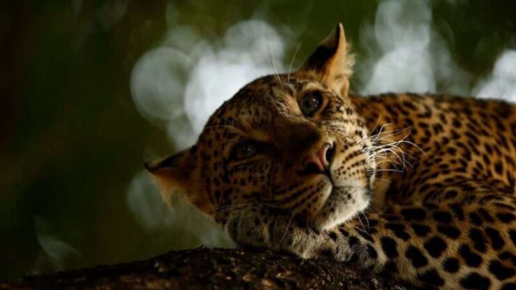 4 foto tigre
