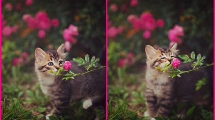 4 foto fiori