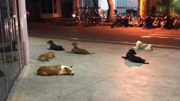 6 cani aspettano il senzatetto fuori dall'ospedale