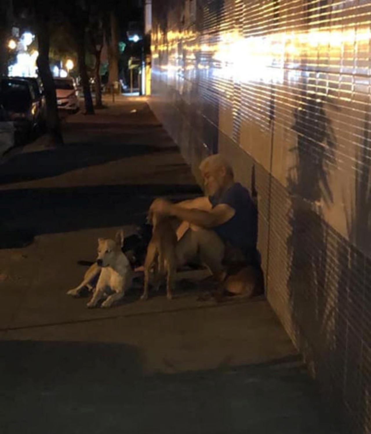 6 cani aspettano il senzatetto fuori dall'ospedale
