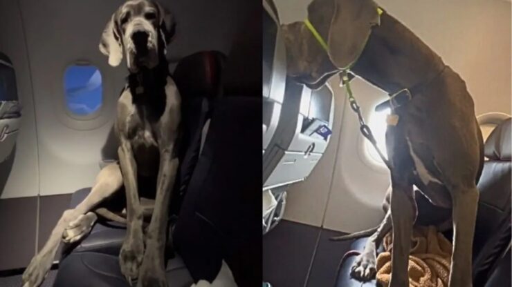 Alano occupa 3 posti a sedere in aereo
