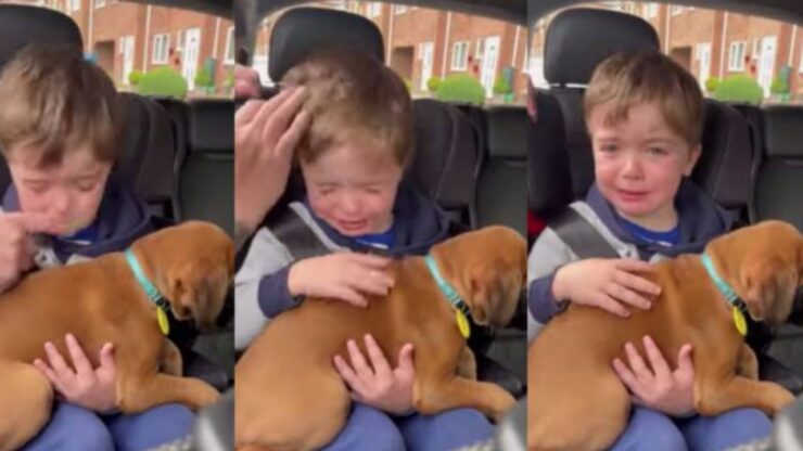 Bambino piange quando vede il cucciolo