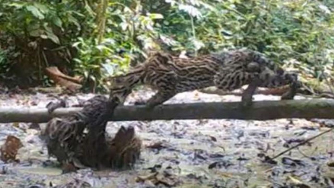 un bradipo contro un ocelot