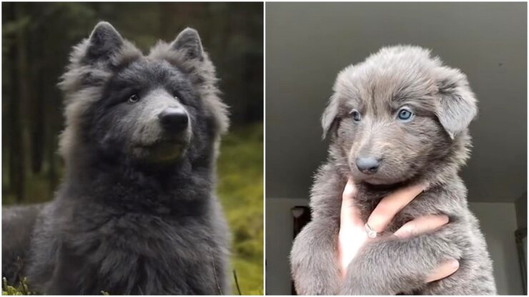 Blue Bay Sheperd: una nuova razza canina