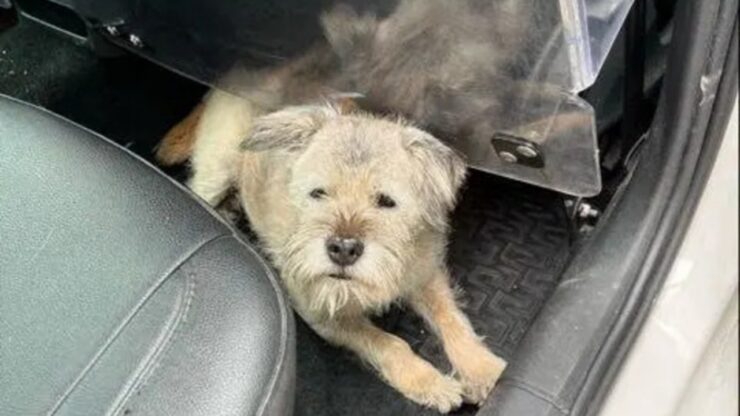 Border Terrier percorre 163 km
