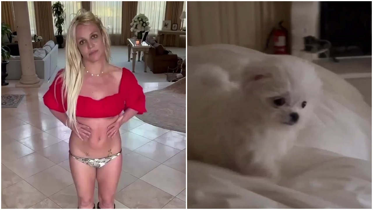 Britney Spears acquista un cane