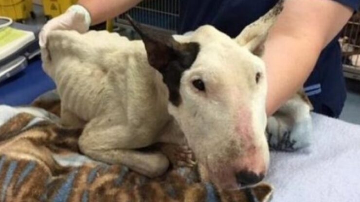 Bull Terrier riporta gravi ferite