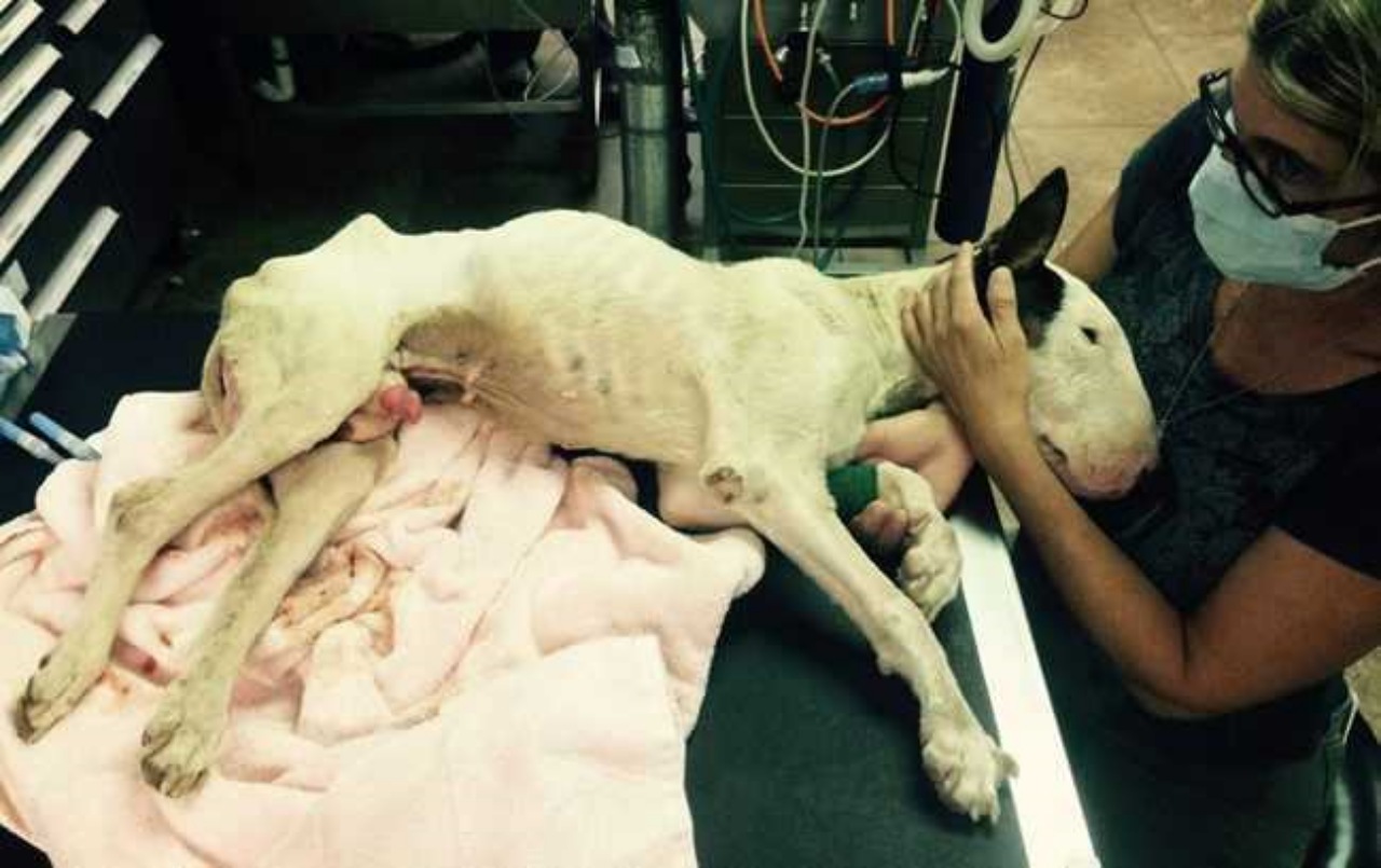 Bull Terrier riporta gravi ferite