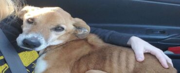 cane trovato sul ciglio dell'autostrada