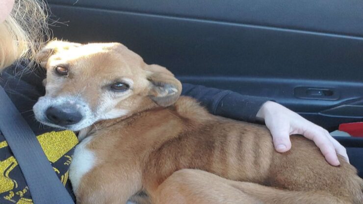 cane trovato sul ciglio dell'autostrada