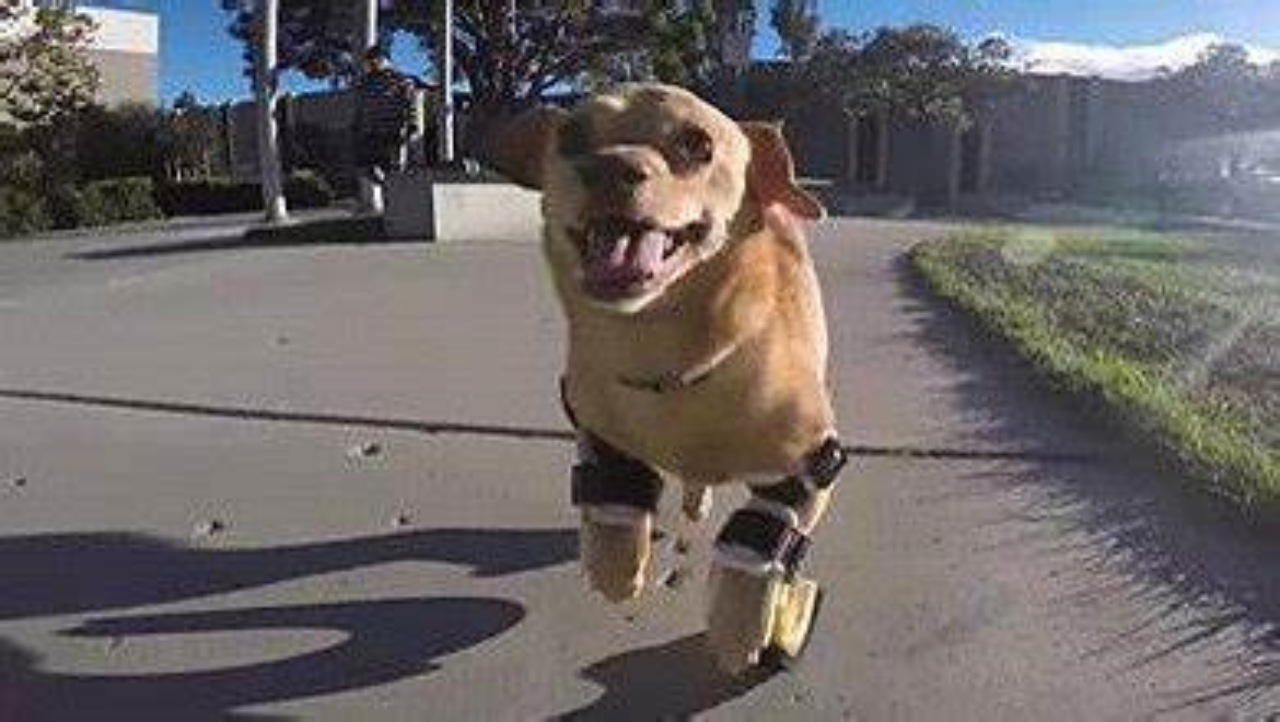 Cagnolina con protesi comincia a camminare