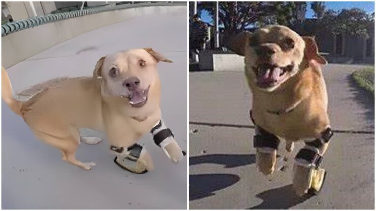 Cagnolina con protesi comincia a camminare