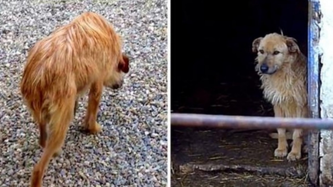 Cagnolina triste trova una famiglia