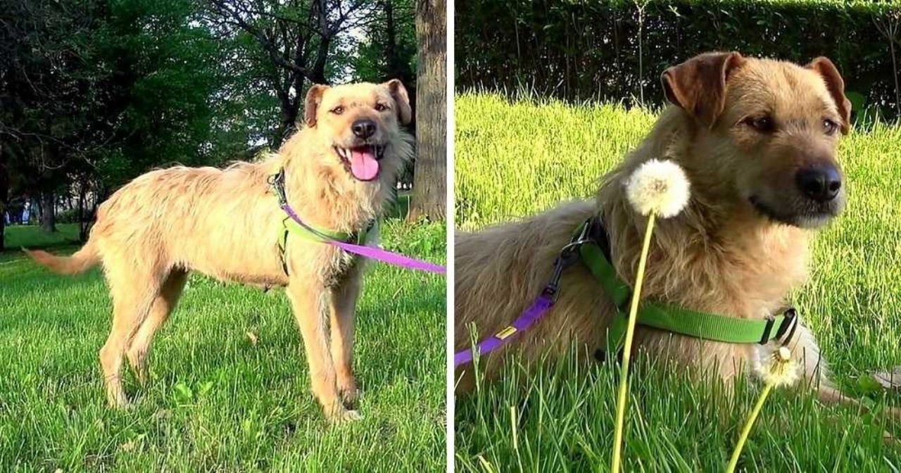 Cagnolina triste trova una famiglia