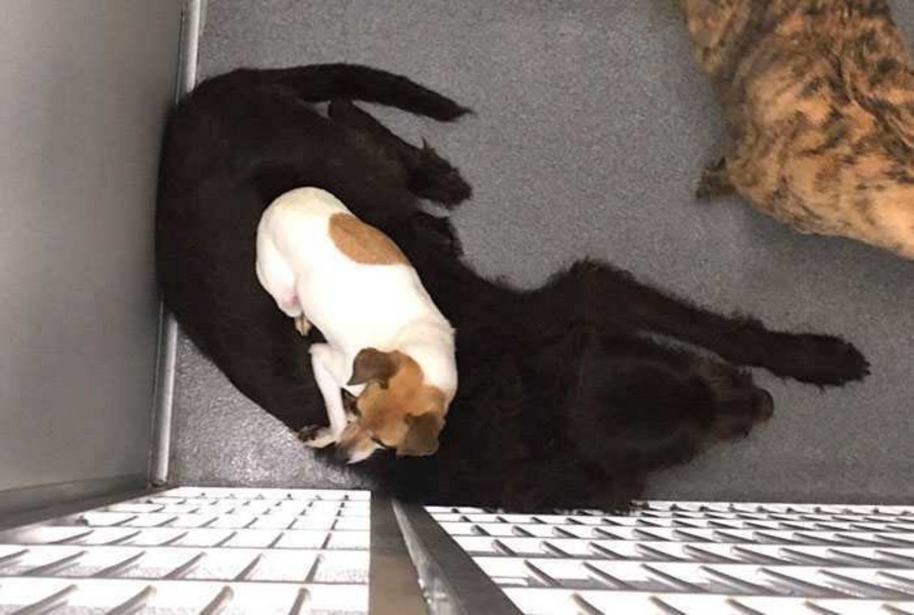 Cagnolini in rifugio abbandonati dai proprietari