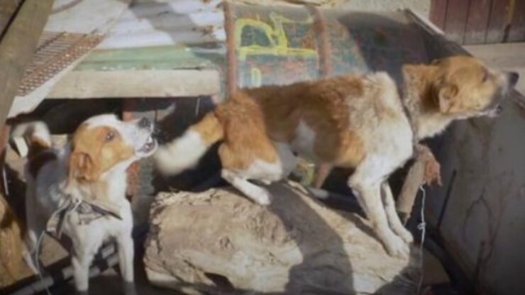 Cagnolini legati ad un albero trovano una nuova famiglia