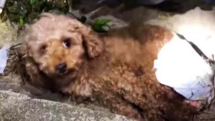 Cagnolino in un fossato trovato da un uomo
