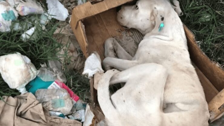 Cane abbandonato nella spazzatura trova una nuova famiglia